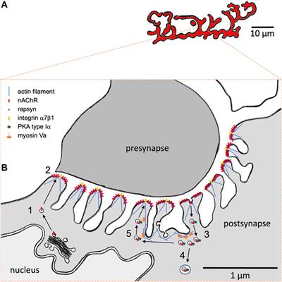 Myosin Va: Capturing cAMP for synaptic plasticity